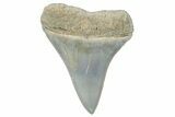 Fossil Mako Tooth - Lee Creek (Aurora), NC #294733-1